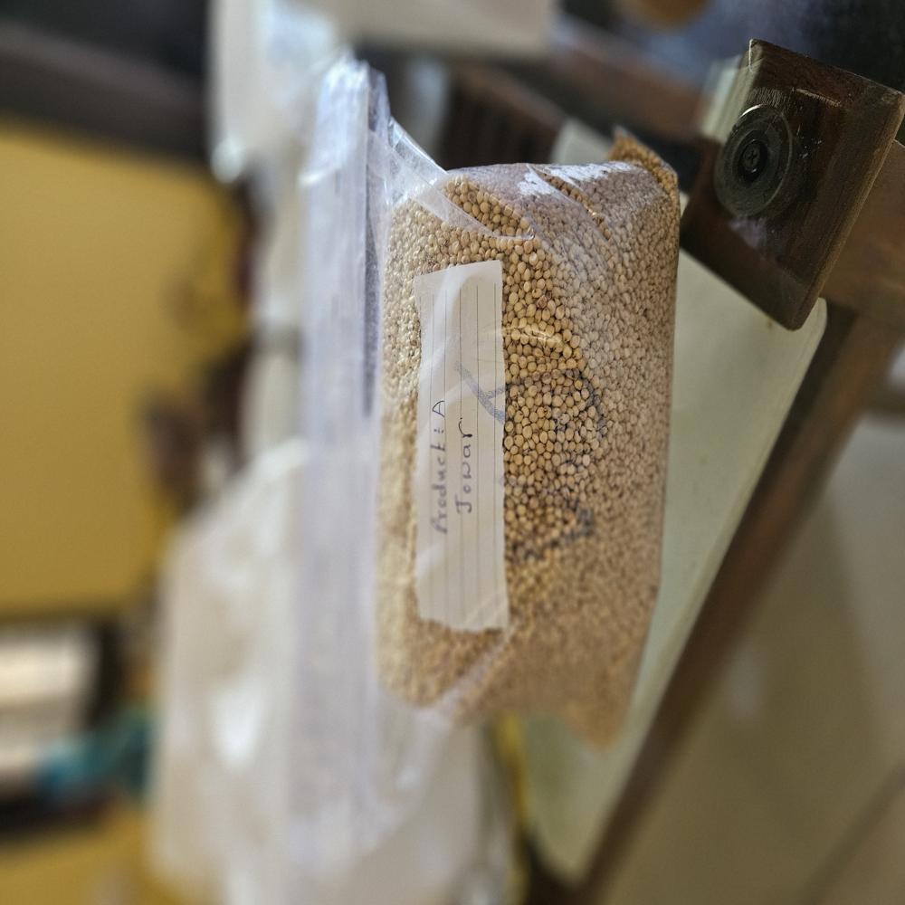 Sorghum Millet
