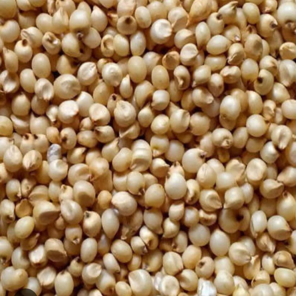 Sorghum Millet