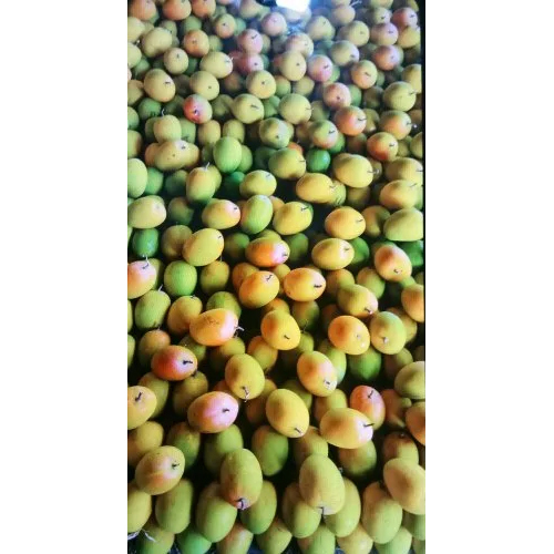 Fresh Alphonso Mango