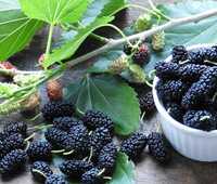 Frozen Indian Mulberry