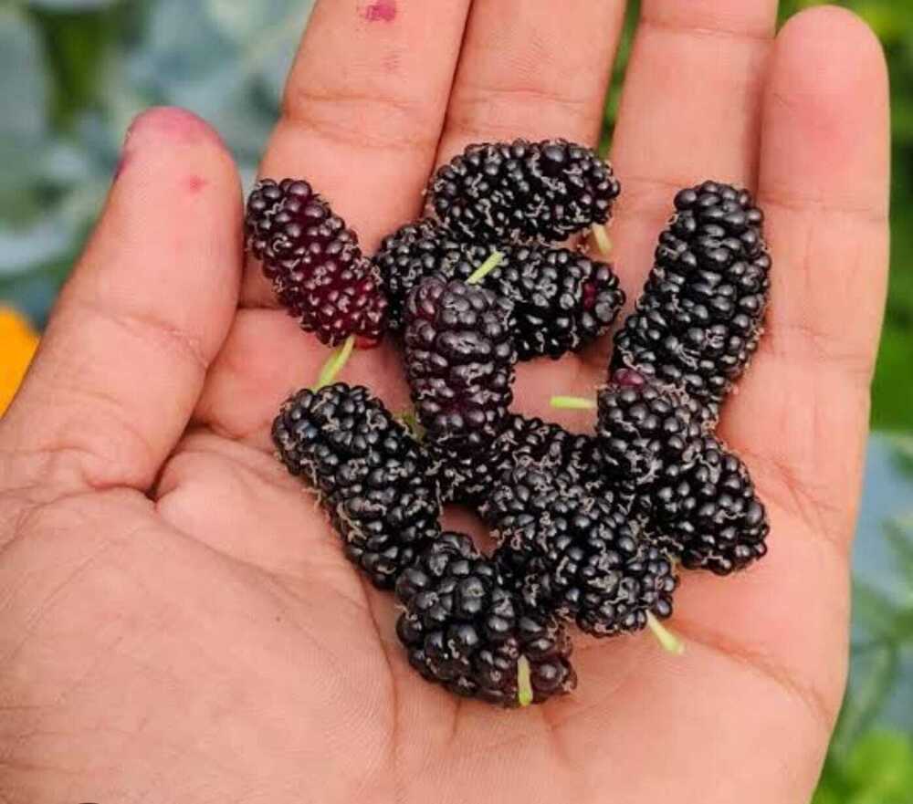 Frozen Indian Mulberry