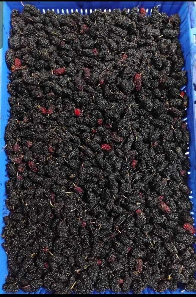 Frozen Indian Mulberry