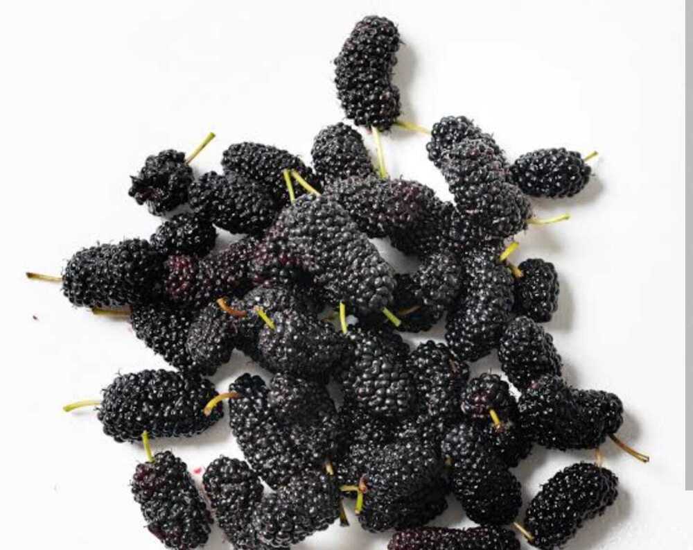 Frozen Indian Mulberry