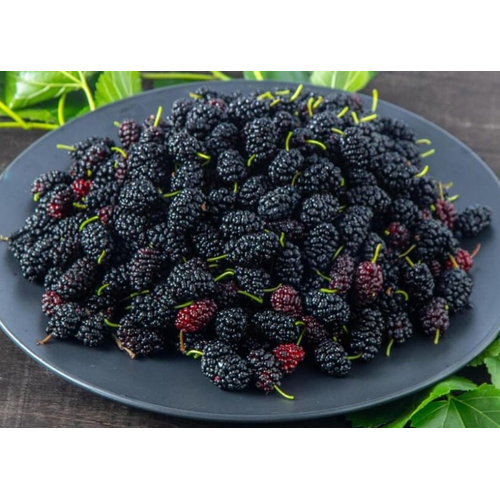 Frozen Indian Mulberry