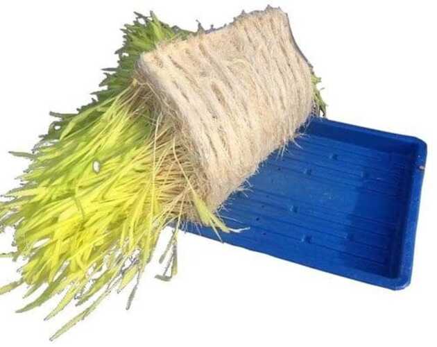 Hydroponic Grow Trays