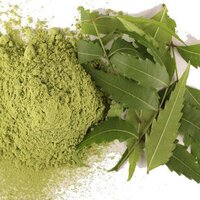 Neem Leaves Powder - Neem Patta Powder - Azadirachta Indica - Cultivation Type: Natural
