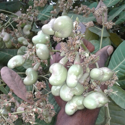 Cashew Nut