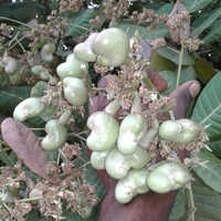 Cashew Nut - Broken (%): Less Than 5%