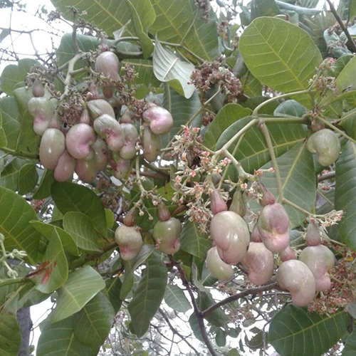 Cashew Nut - Broken (%): Less Than 5%
