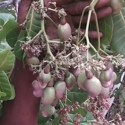 Cashew Nut - Broken (%): Less Than 5%
