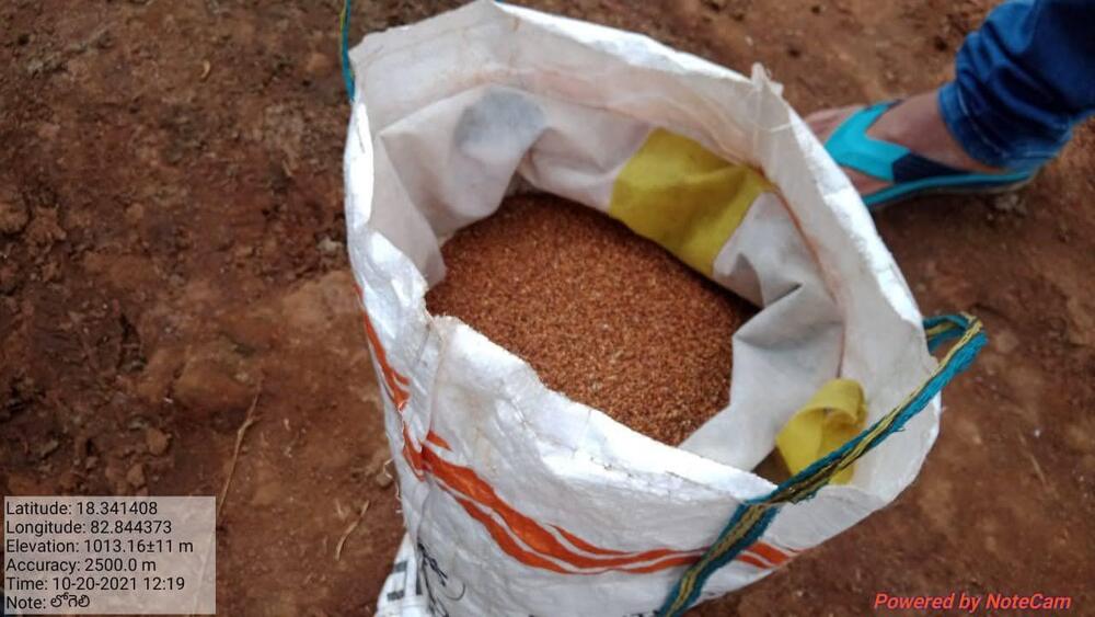Finger Millets