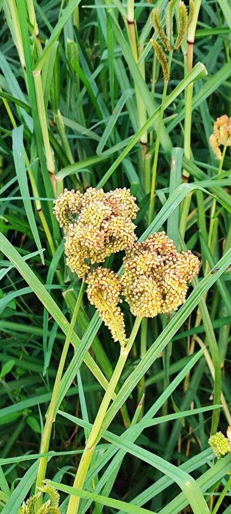 Finger Millets