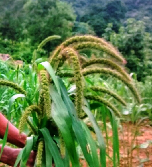 Foxtail Millet