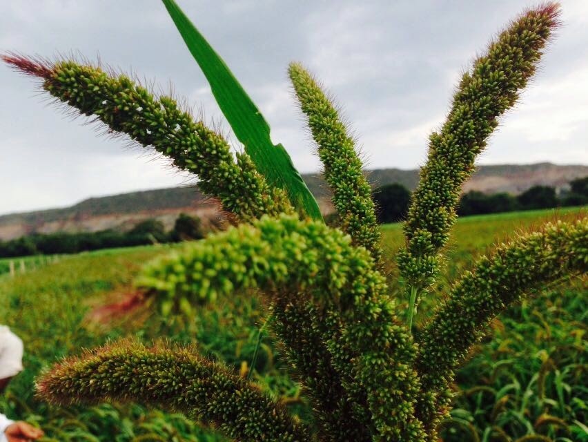 Foxtail Millet