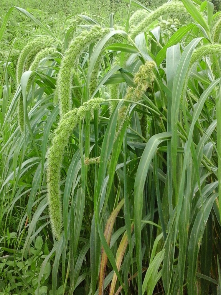 Foxtail Millet