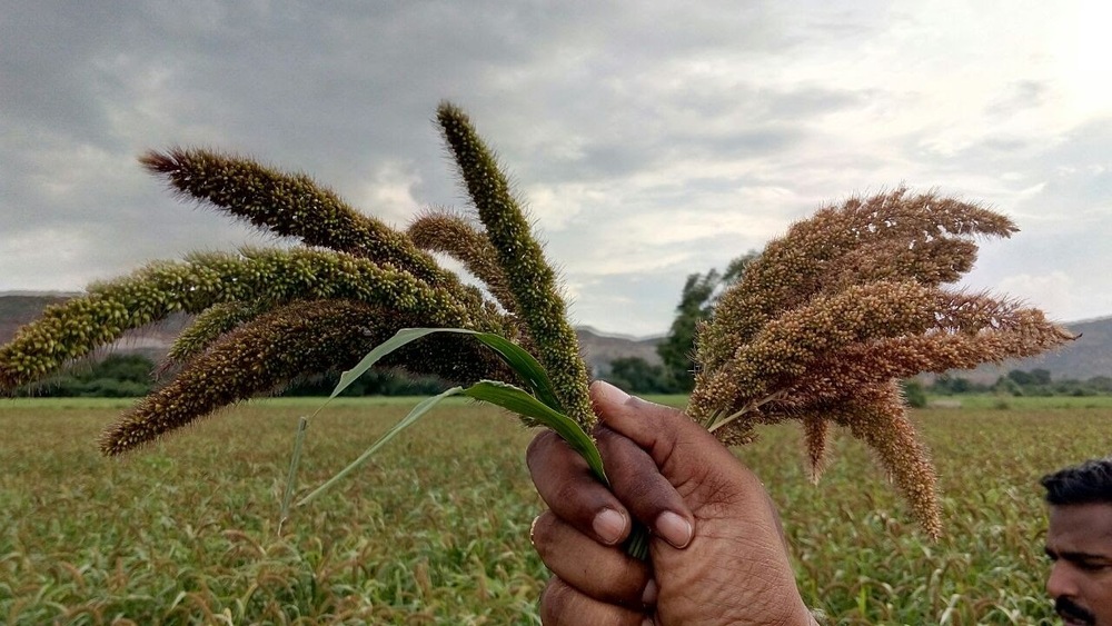 Foxtail Millet