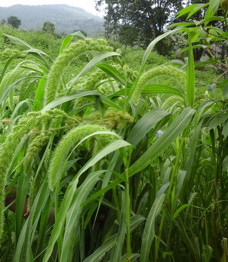 Foxtail Millet