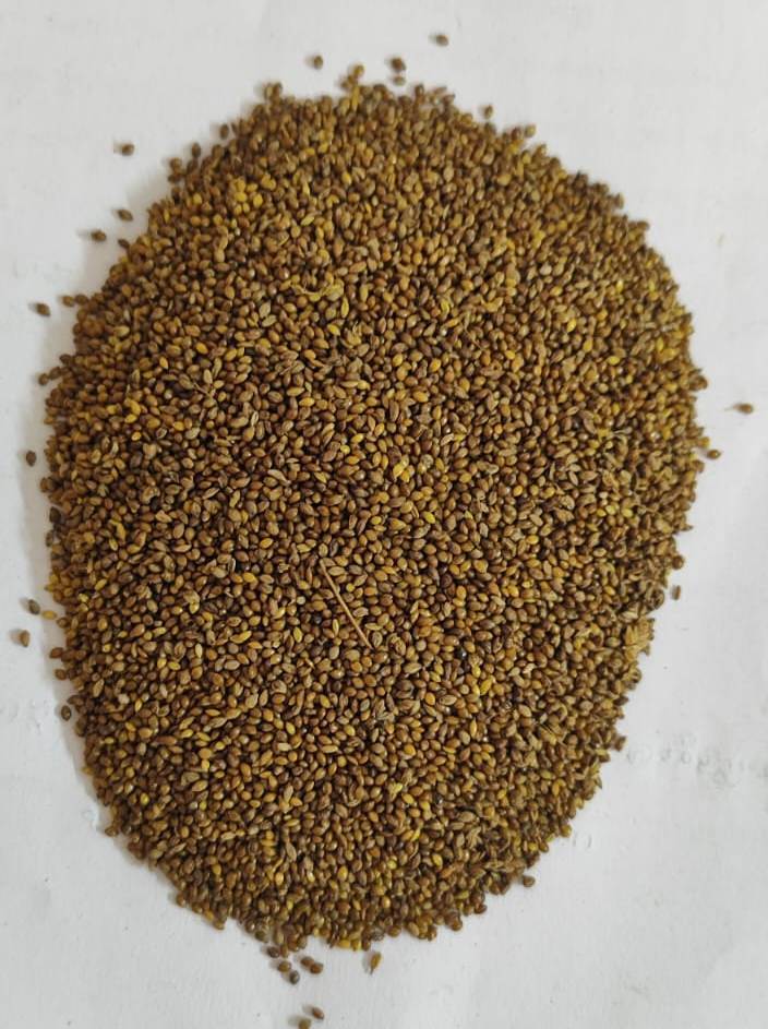 Little Millet