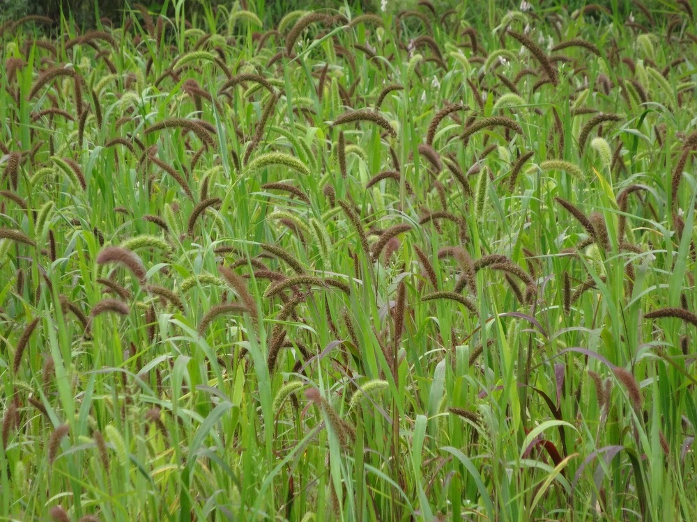 Little Millet