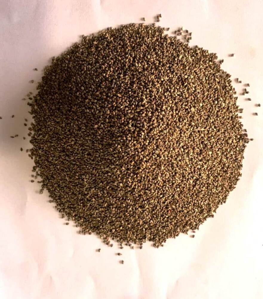 Little Millet