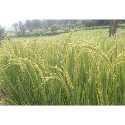 बुदामा चावल