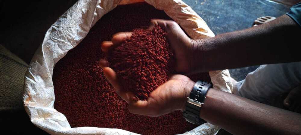 Annatto Seed