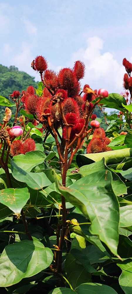 Annatto Seed