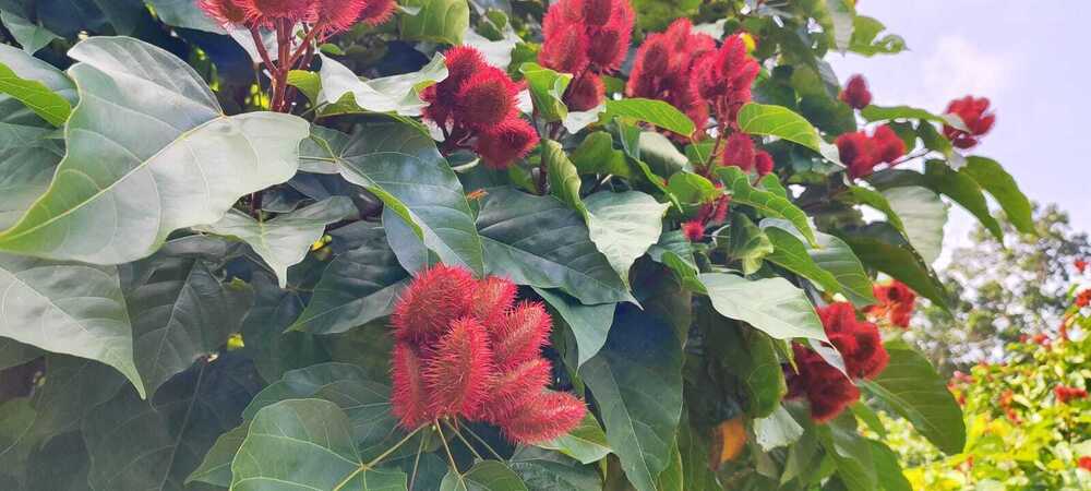 Annatto Seed