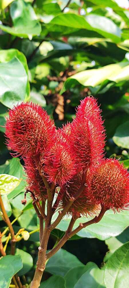 Annatto Seed