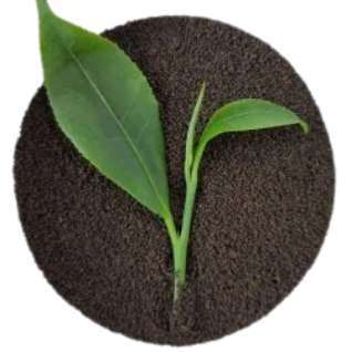 DUST Grade Assam CTC Tea