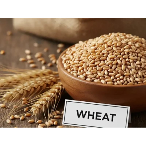 Wheat Grain