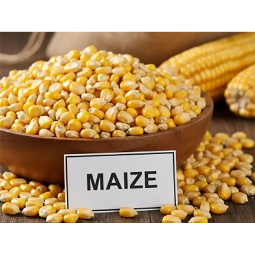 Yellow Maize