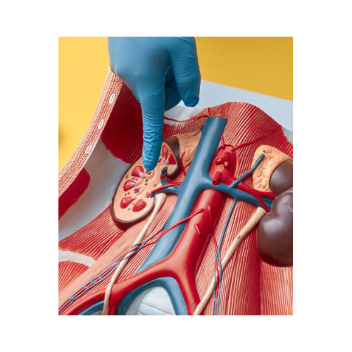 Kidney Liver Model