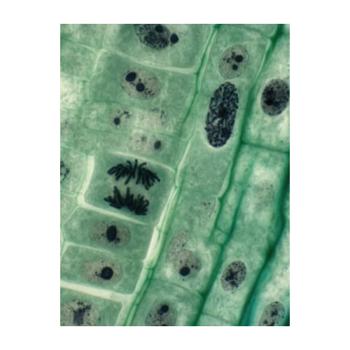 Animal Cell Model