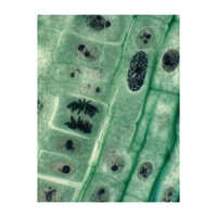 Animal Cell Model