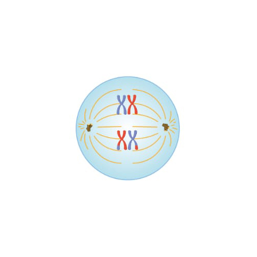 Metaphase Mitosis Model