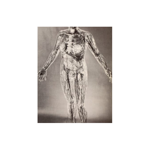 Nervous Excretory System Model