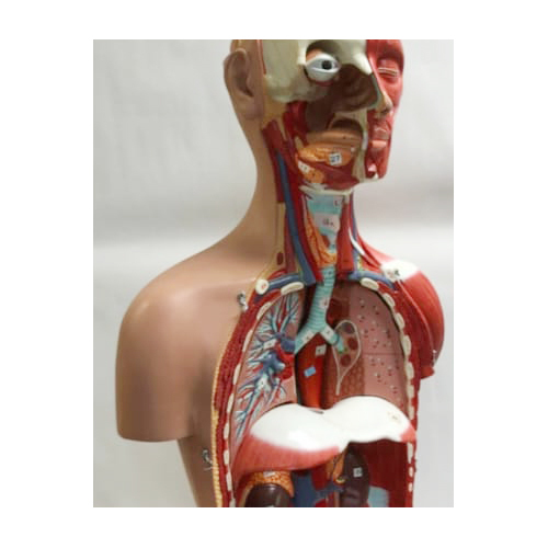 Male Human Body Model