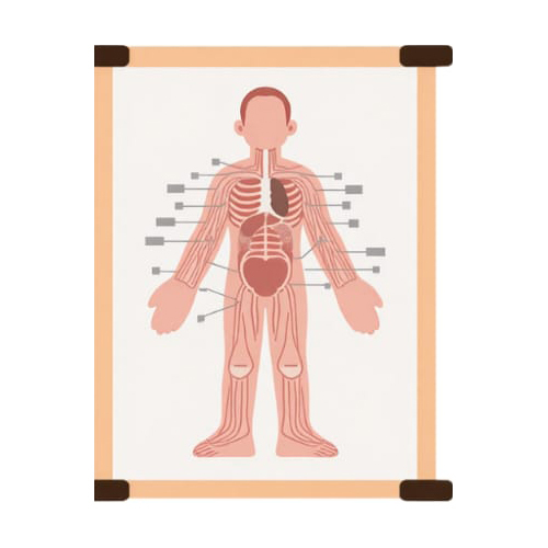 20x30 Inch Laminated Human Body Parts Charts