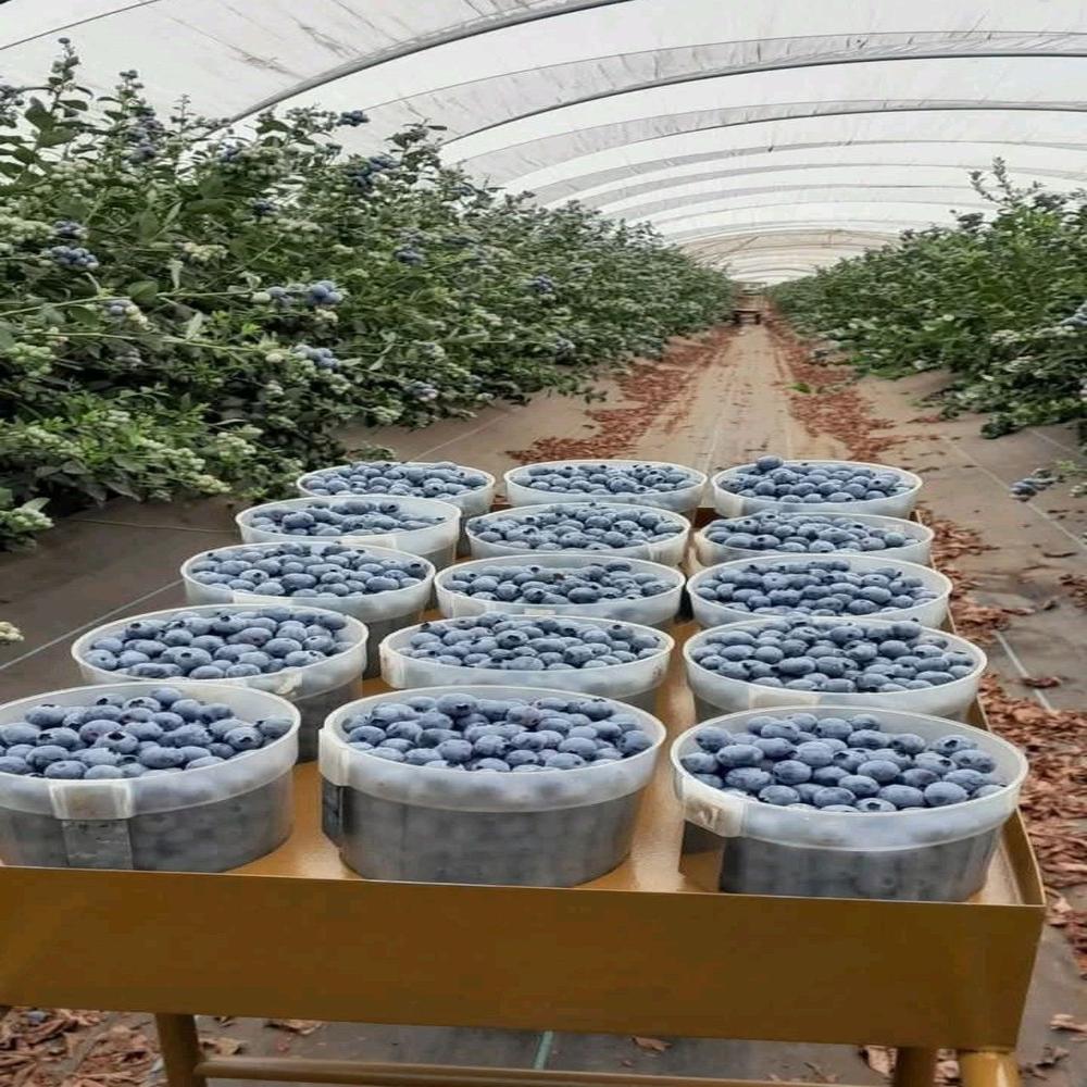 Bilberry Extract Powder - Density: 25 Kilogram Per Litre (Kg/l)
