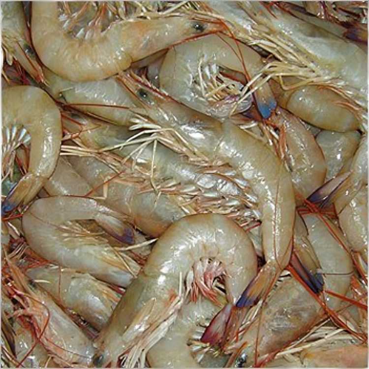 White Shrimp Prawn - Packaging: Mason Jar