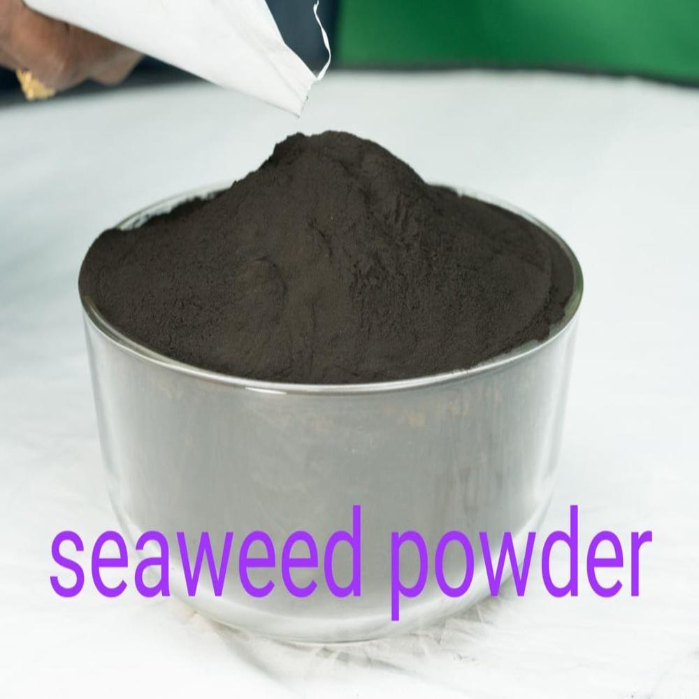 Brown seaweed extract powder