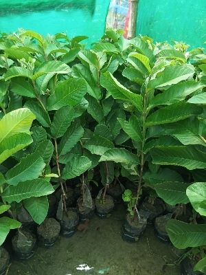 Red Dimond Guava plant
