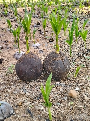 Coconut plant