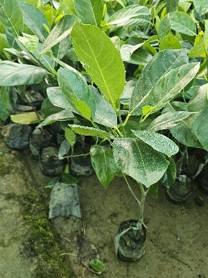 Viyatnam super early Jack fruit plant
