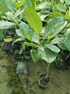 Viyatnam Super Early Jack Fruit Plant - Size: 2fit