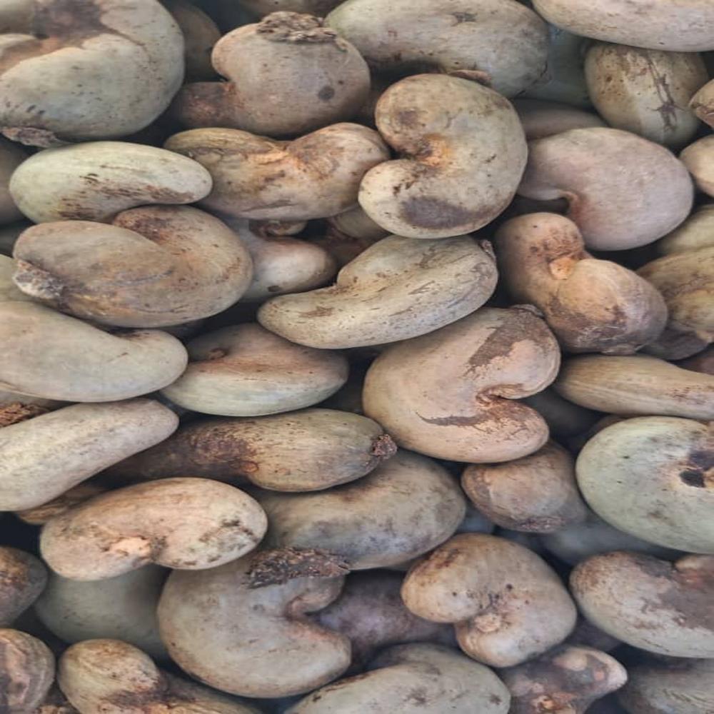 Raw cashew nuts
