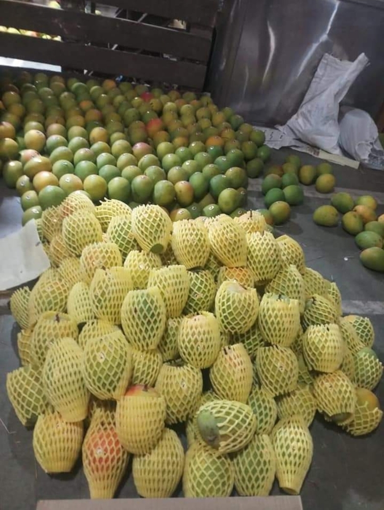 केसर आम