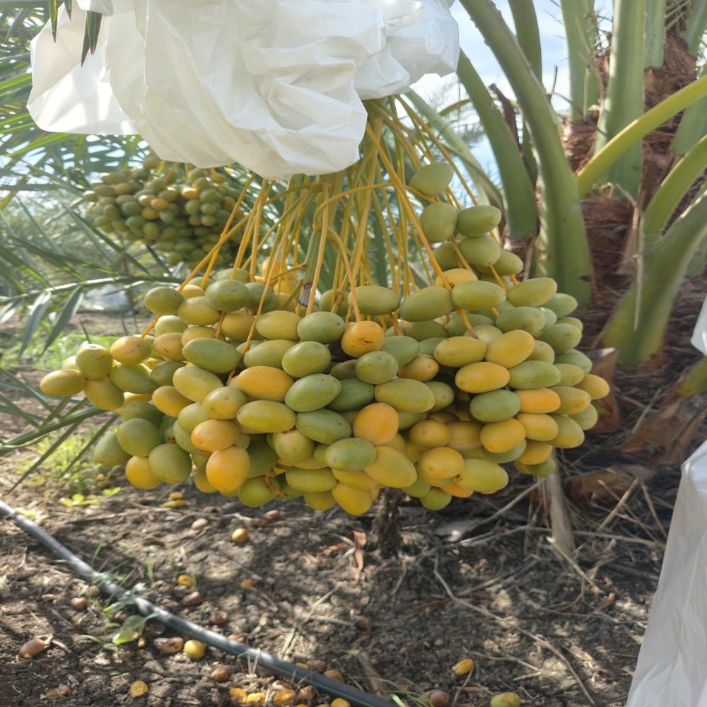 Packaged Dates