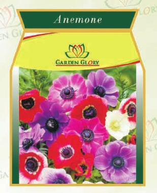 अनमोन फूल बल्ब